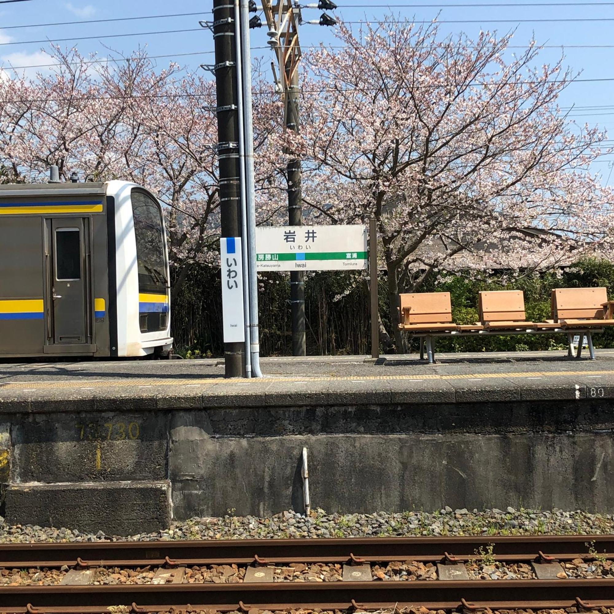 Friendly Kawakin